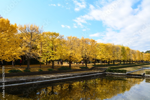 autumn trees in the park © Kenzi