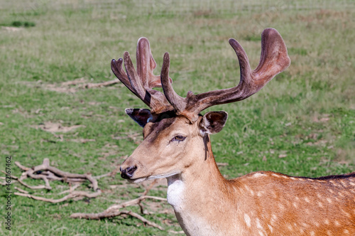 The Fallow Deer (Dama dama) in Poland © Nick Taurus