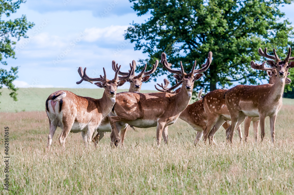 The Fallow Deer (Dama dama) in Poland The Fallow Deer (Dama dama) in Poland