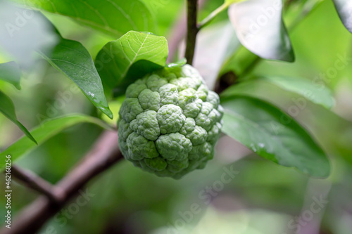 Sugar apples or Annona squamosa Linn. growing on a tree in garden at Thailand 