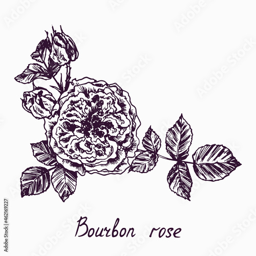 Burbon rose, flower, leaves and buds, doodle ink drawing with inscription, vintage style woodcut