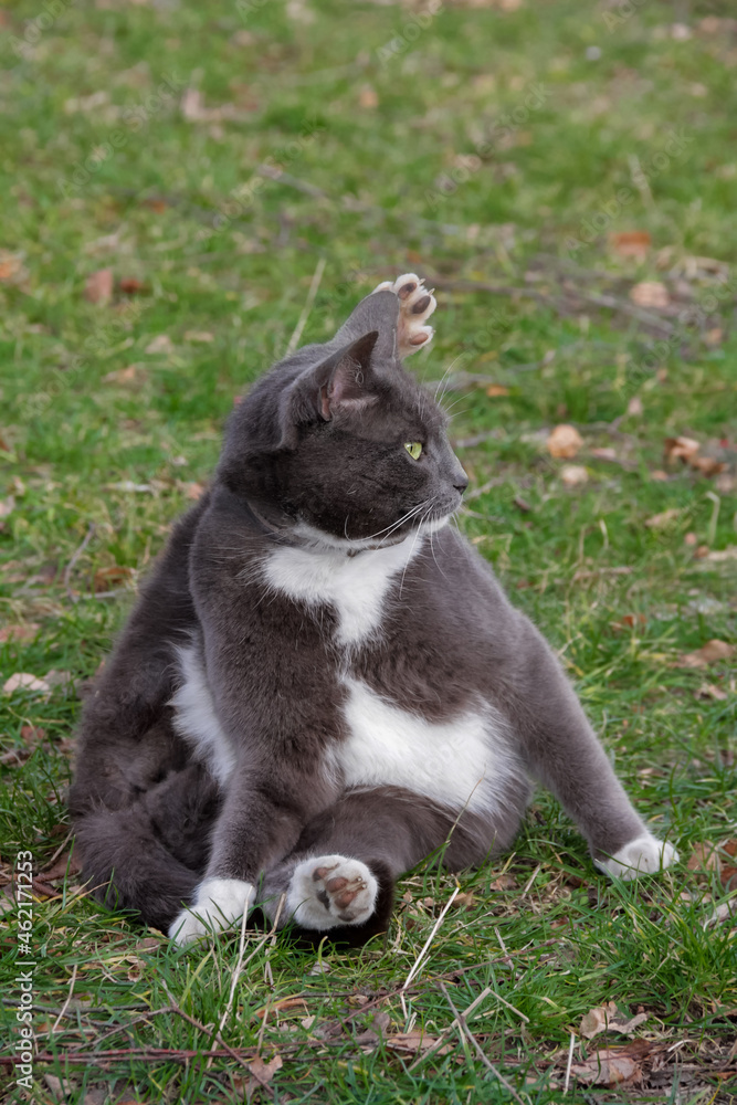 Russisch Blau Mix Katze sitzt entspannt im Gras