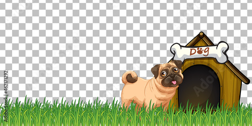 Pug dog with dog house on transparent background