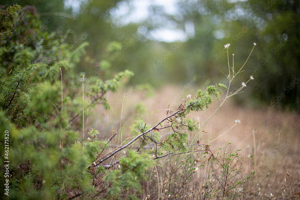 Branches dans la forêt avec profondeur Branches dans la forêt avec profondeur