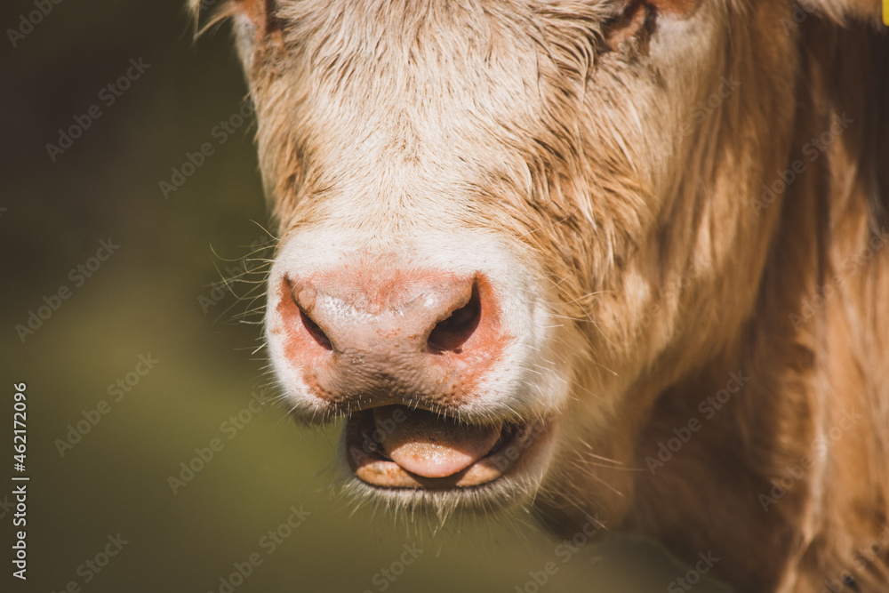 Fototapeta premium Kalb