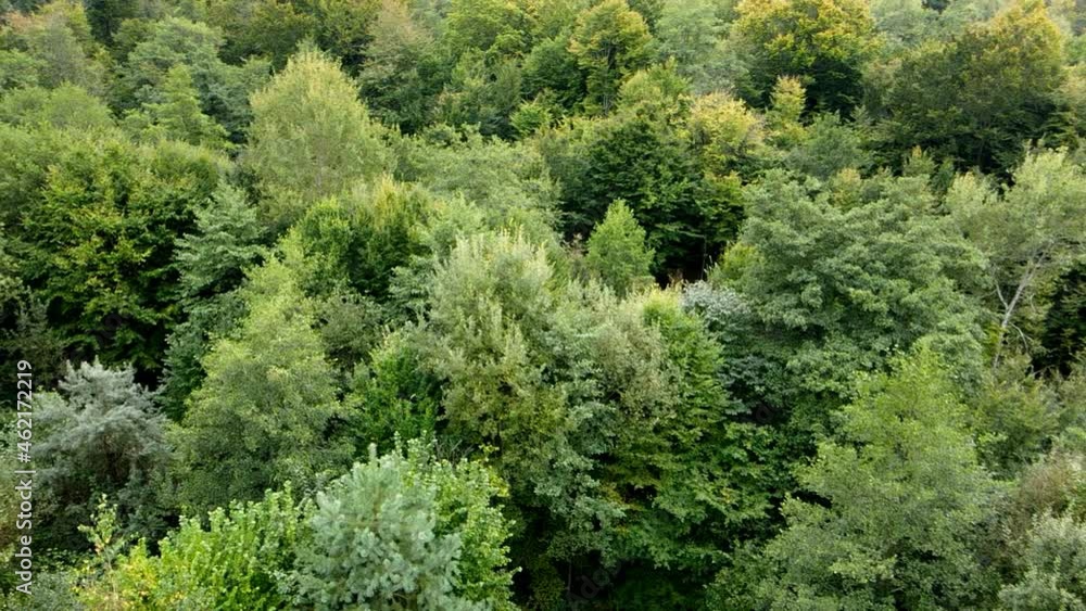 Flying over a beautiful green forest in a rural landscape. Flying over a beautiful green forest in a rural landscape.