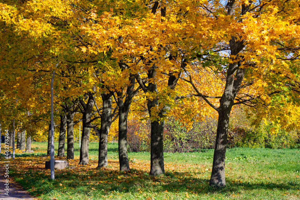 Autumn city park tree with golden foliage meadow landscape