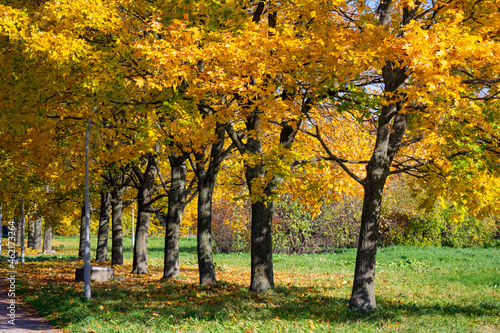 Autumn city park tree with golden foliage meadow landscape