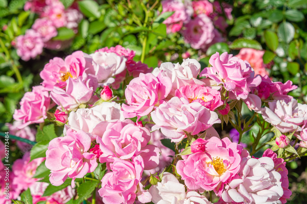 Blossoming beautiful rose flowers. Pink roses blossom in summer garden