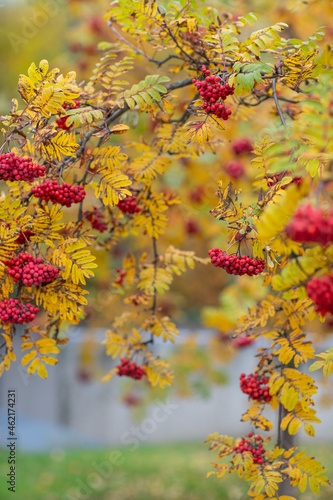 autumn rowan background