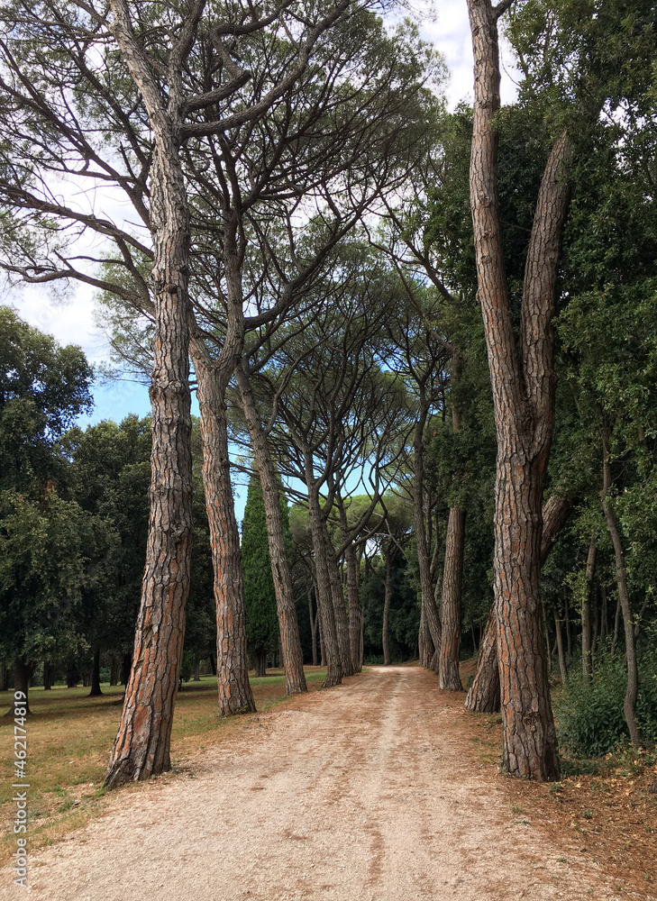 Pine alley in Golden Cape Forest Park Zlatni rt, Rovinj (Rovigno) - Istria, Croatia.