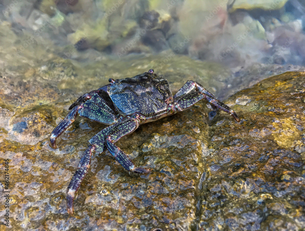 Common green grey striped dotted sea crab is on the stone in Croatia, Rovinj.
