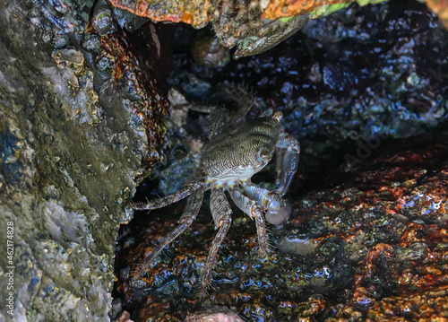 Common green grey striped sea crab is hiding between stones in Croatia  Rovinj.