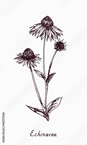Eastern purple coneflower (Echinacea purpurea) flowers stem with bud and leaves, doodle drawing with inscription, vintage style