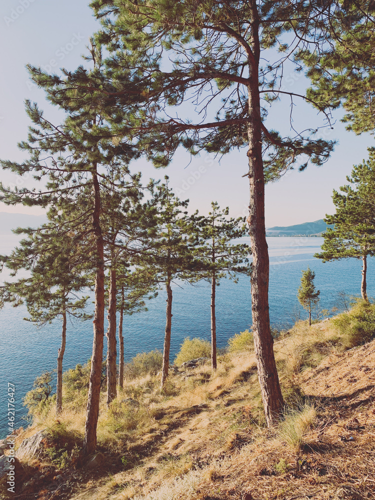 beautiful trees at the lake coast, lake view, blue lake and blue sky