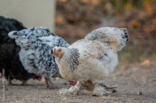 Chicken photo