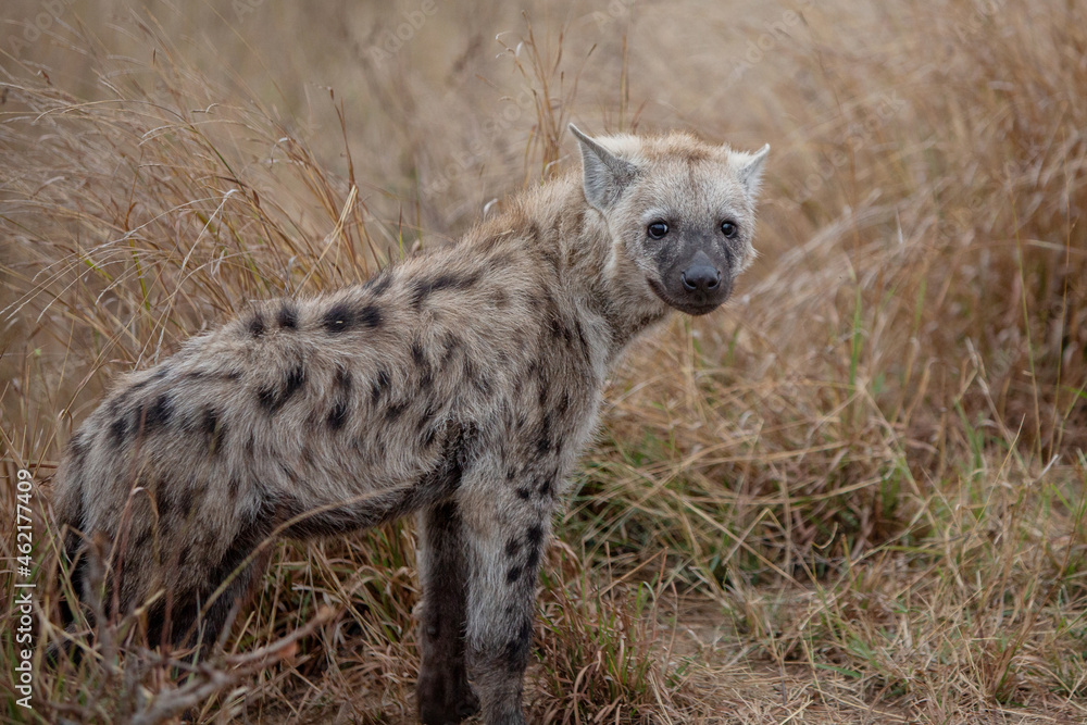 Hyena Hyena