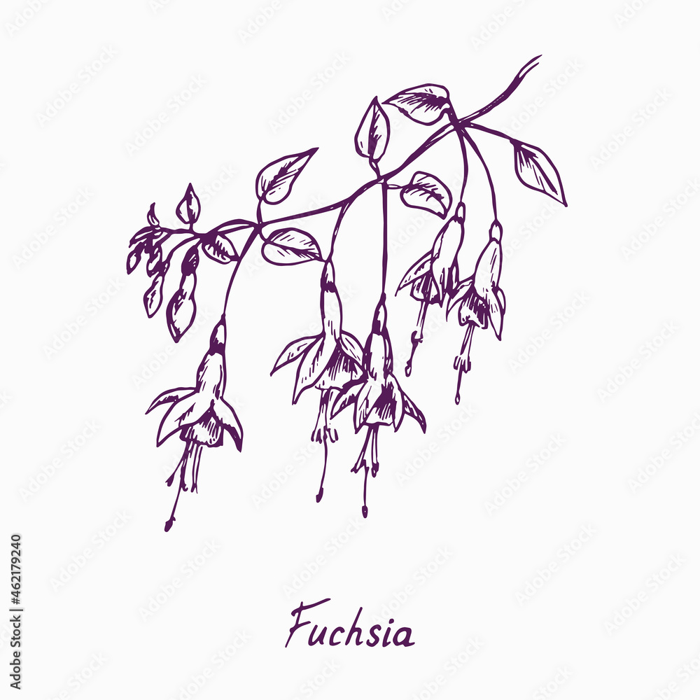 Fuchsia flower twig with bud and leaves, doodle drawing with inscription, vintage style Fuchsia flower twig with bud and leaves, doodle drawing with inscription, vintage style