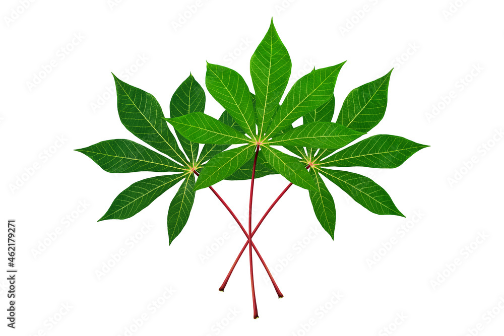 Three cassava leaves white background isolated closeup, fresh green cassava tree leaf on red stem, manioc plant branch, beautiful exotic tropical foliage, floral bunch, design element, raw for tapioca Three cassava leaves white background isolated closeup, fresh green cassava tree leaf on red stem, manioc plant branch, beautiful exotic tropical foliage, floral bunch, design element, raw for tapioca