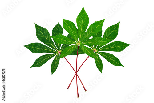 Three cassava leaves white background isolated closeup, fresh green cassava tree leaf on red stem, manioc plant branch, beautiful exotic tropical foliage, floral bunch, design element, raw for tapioca