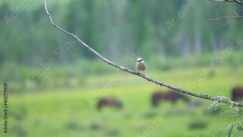 Red-backed shrike (Lanius collurio) in the foothills of the Altai mountains photo