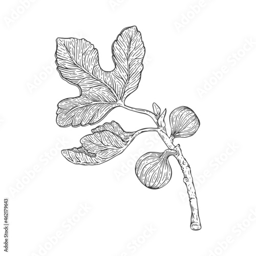 Branch of fig with leaves and fruits, engraving vector illustration isolated.