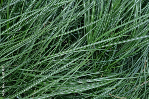 green grass background