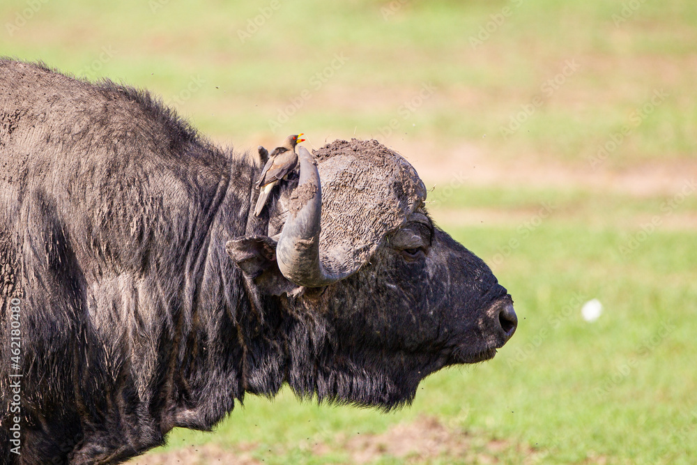 An African Buffalo staring across the Masai Mara in Kenya An African Buffalo staring across the Masai Mara in Kenya