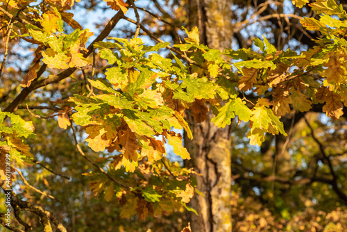 Yellow  red oak leaves on a branch  in autumn. Blurred background
