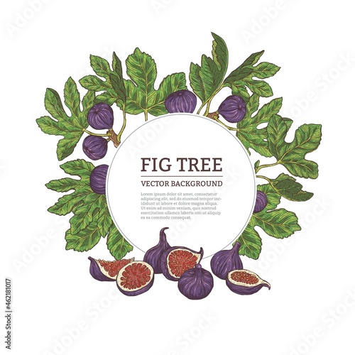 Frame or banner with fig tree fruits sketch vector illustration isolated.