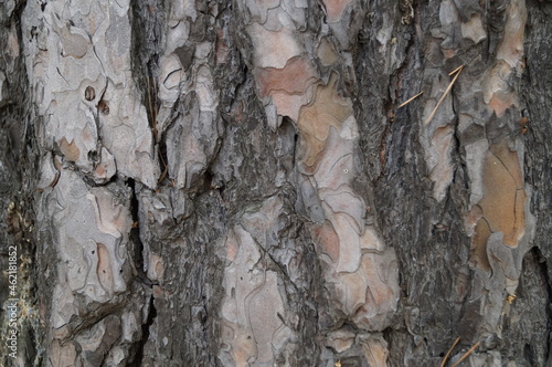 Close-up of the bark of a coniferous tree - pine. Can be used as background