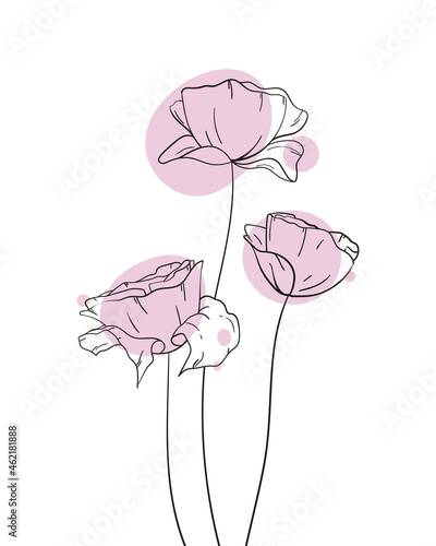 illustration of graphic pink poppies