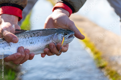 Fototapeta Naklejka Na Ścianę i Meble -  Catch of a rainbow trout by a fly fisherman in the river.