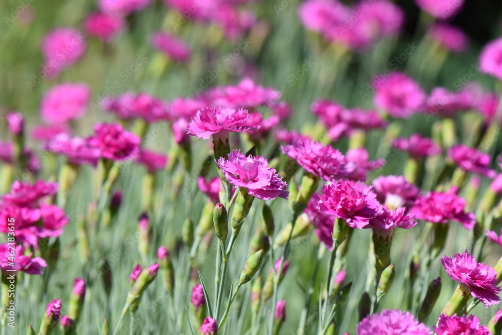 field of pink flowers field of pink flowers