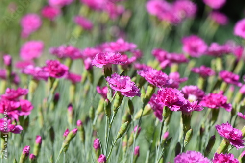 field of pink flowers © Stan