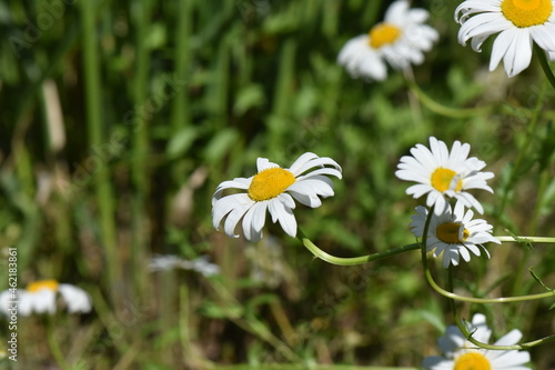 daisies in a field