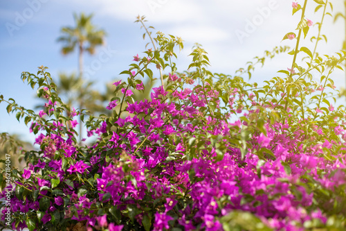Wallpaper Mural Bright branch of red bougainvillea flowers on a blue sky background, nature texture background, flowering time, place for text Torontodigital.ca