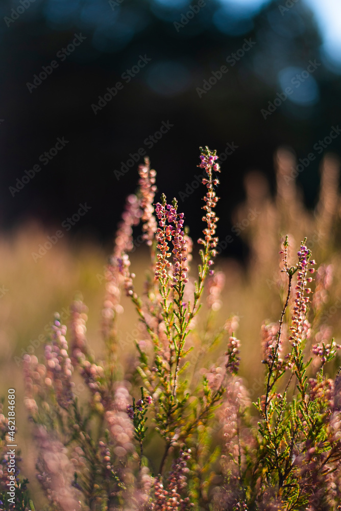 Wild heather, blur in the background, nature