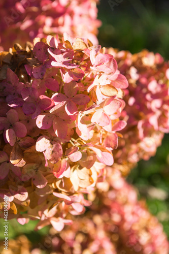 Close up of pink hydrangea in autumn park.
