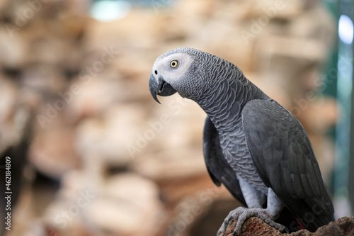 Timneh African Gray Parrot standing on a rock 