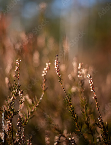 Wild heather, blur in the background, nature © Jakub Kowalski