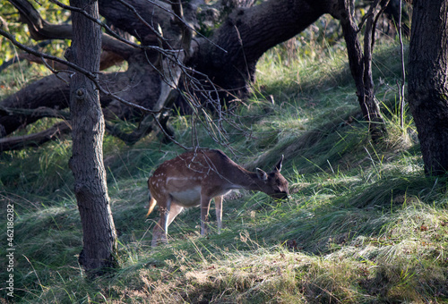Deer in autumn forest. Wild animal in nature. Fauna of the Netherlands.  © Maya