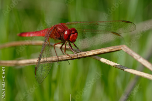 Male Scarlet dragonfly (Crocothemis erythraea) on a branch