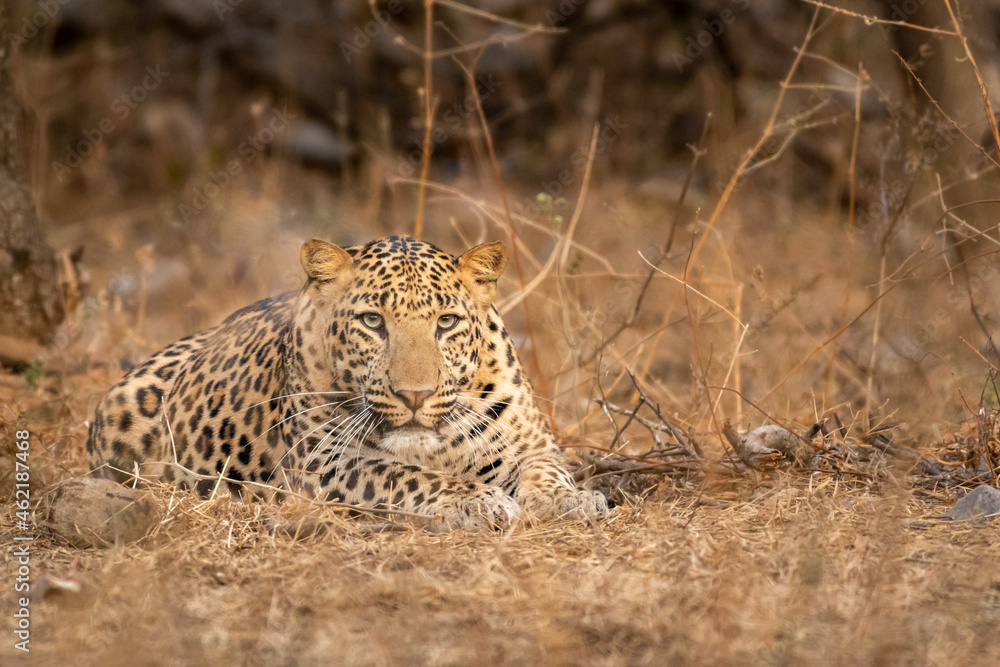 Indian wild male leopard or panther fixing his gaze during outdoor jungle  safari at forest of rajasthan india - panthera pardus fusca Stock Photo |  Adobe Stock