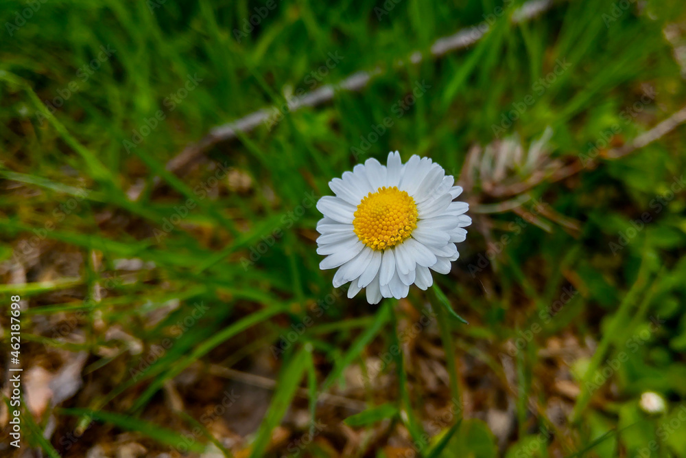 Flowering white chamomile in the park against the background of green grass. Flowering white chamomile in the park against the background of green grass.