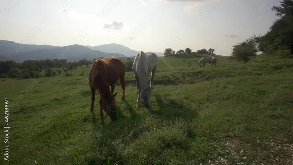Horses feeding off grass at highland pasture. Domestic farm equine mammals grazing in green fields Horses feeding off grass at highland pasture. Domestic farm equine mammals grazing in green fields