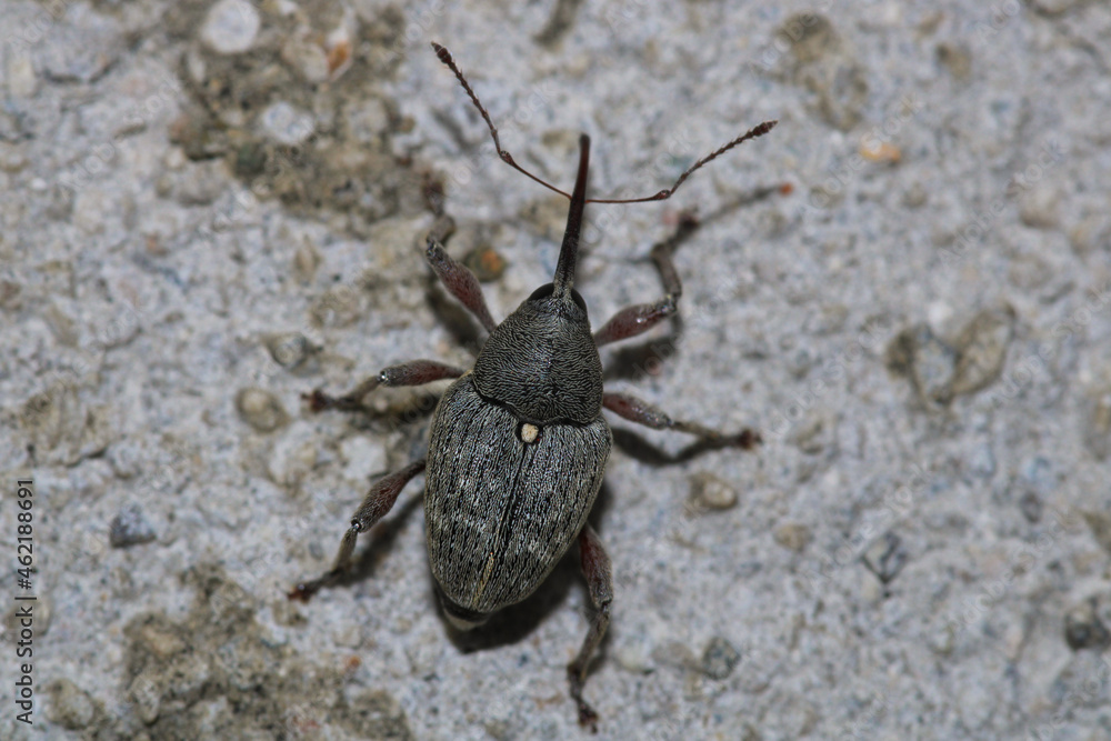 curculio glandium insect macro photo curculio glandium insect macro photo