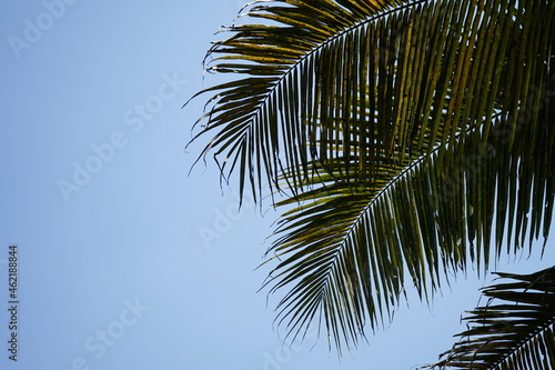 Coconut tree leaves