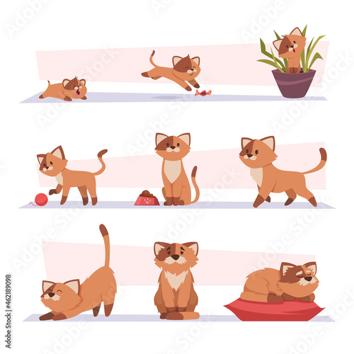 Growth cat. Kitten playing pets stages growing domestic animal exact vector cartoon characters