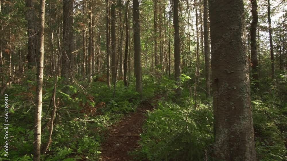 Green Forest. Pine trees coniferous forest. POV camera movement through forest. Green Forest. Pine trees coniferous forest. POV camera movement through forest.
